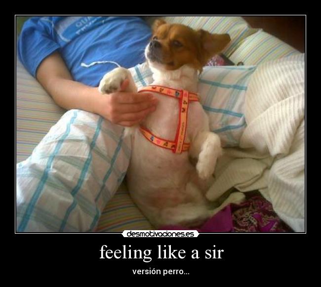 carteles feeling like sir desmotivaciones