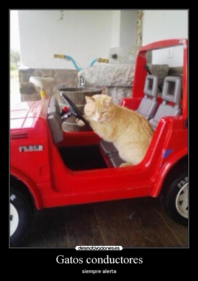 Gatos conductores - 