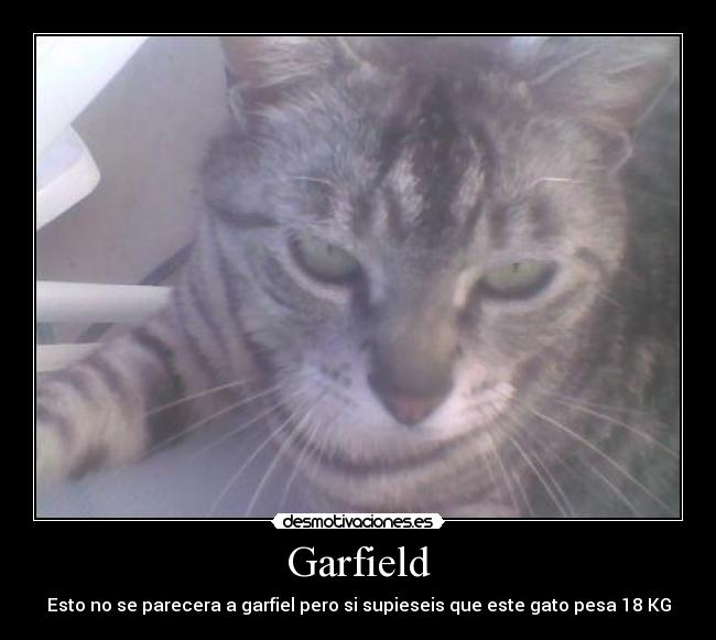 Garfield - Esto no se parecera a garfiel pero si supieseis que este gato pesa 18 KG