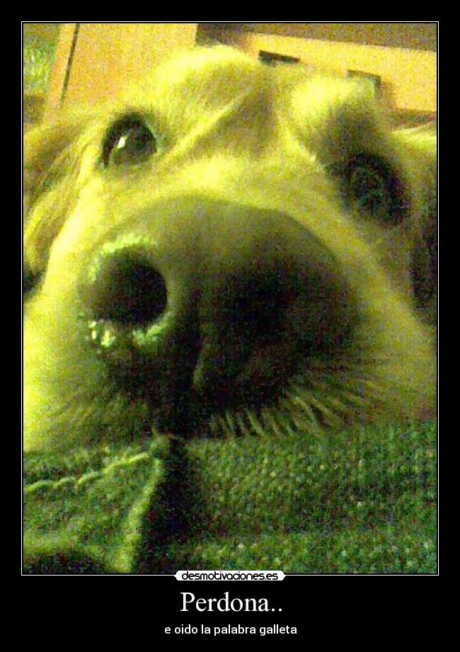 Perdona.. - e oido la palabra galleta