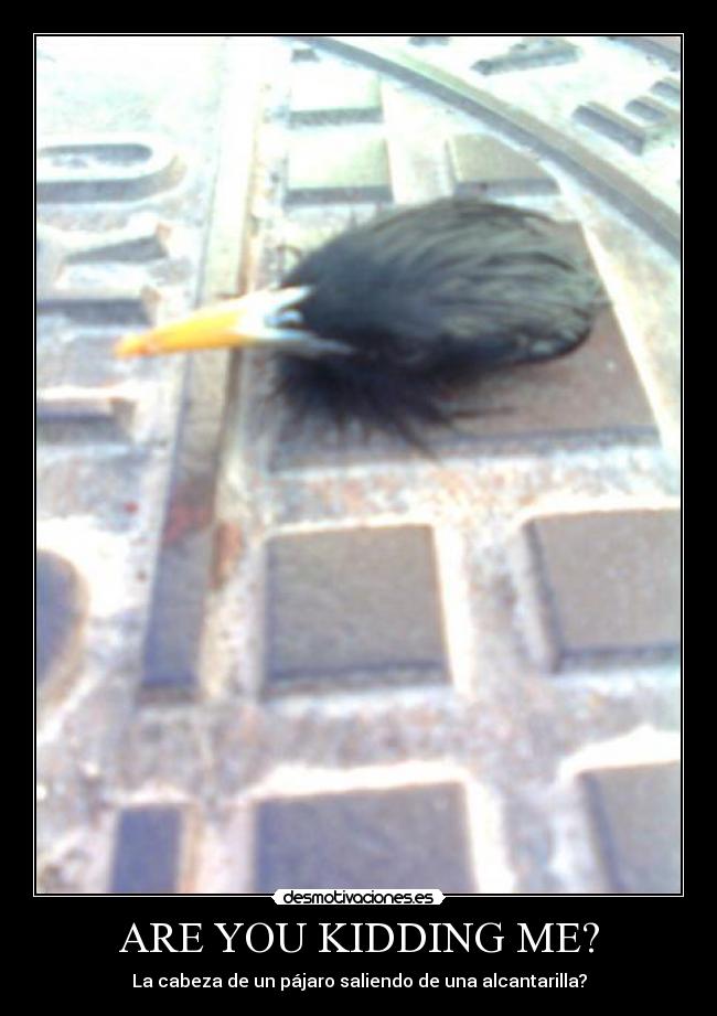ARE YOU KIDDING ME? - La cabeza de un pájaro saliendo de una alcantarilla?