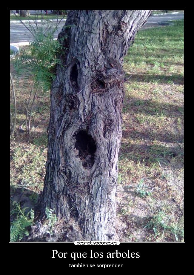 Por que los arboles - también se sorprenden
