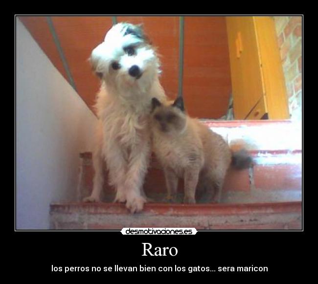 Raro -
