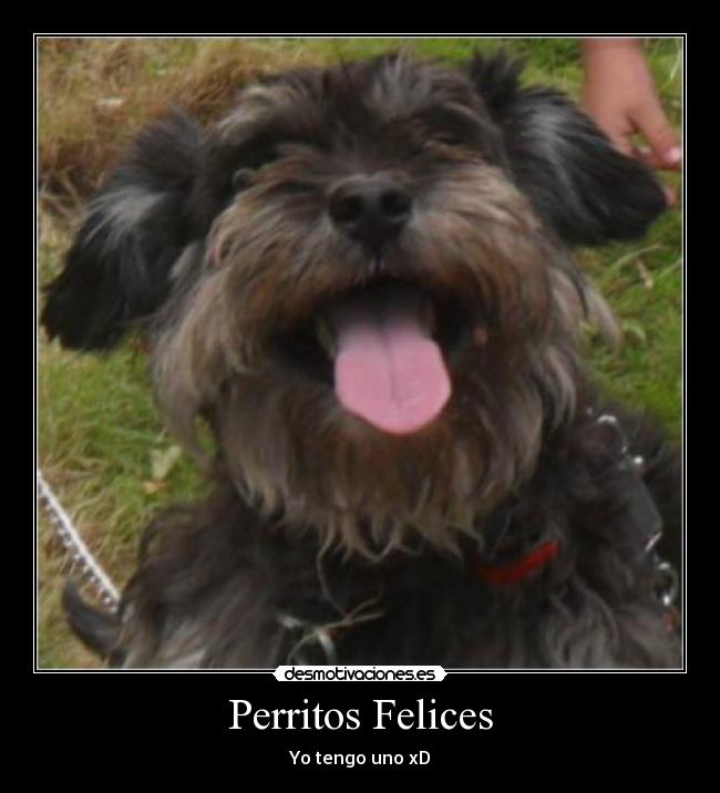 Perritos Felices - Yo tengo uno xD
