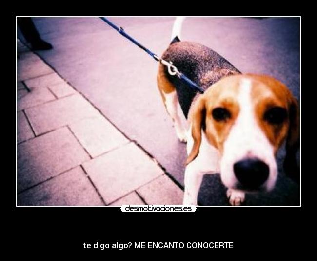  - te digo algo? ME ENCANTO CONOCERTE♥