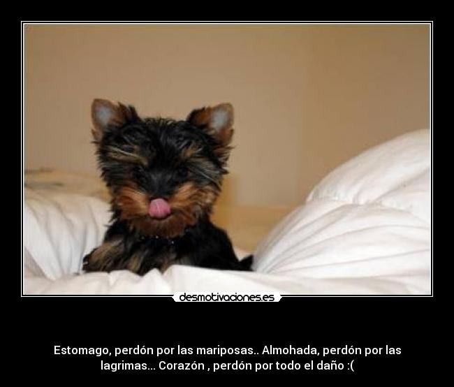  - Estomago, perdón por las mariposas.. Almohada, perdón por las
lagrimas... Corazón♥, perdón por todo el daño :(