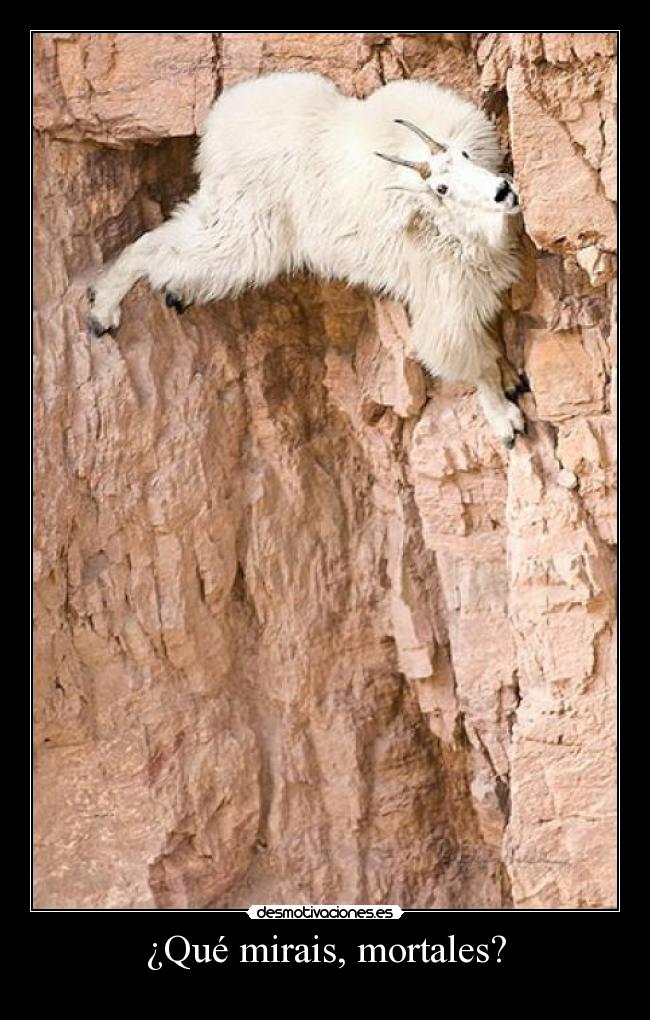 ¿Qué mirais, mortales? - 