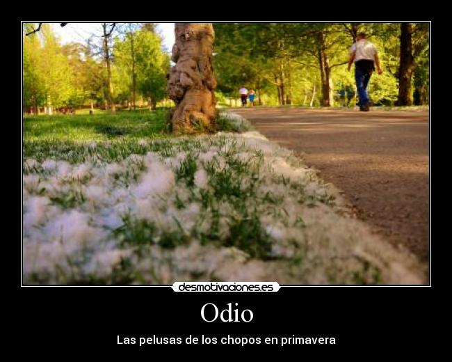 carteles odio odio pelusas primavera las los desmotivaciones