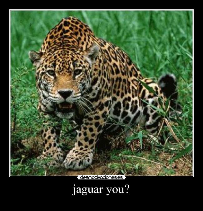 jaguar you? - 