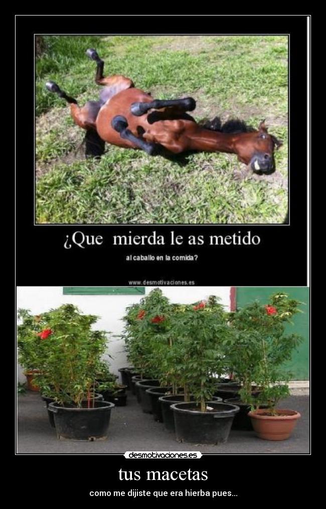 tus macetas - como me dijiste que era hierba pues...