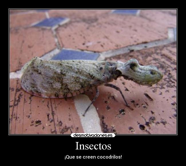 Insectos -