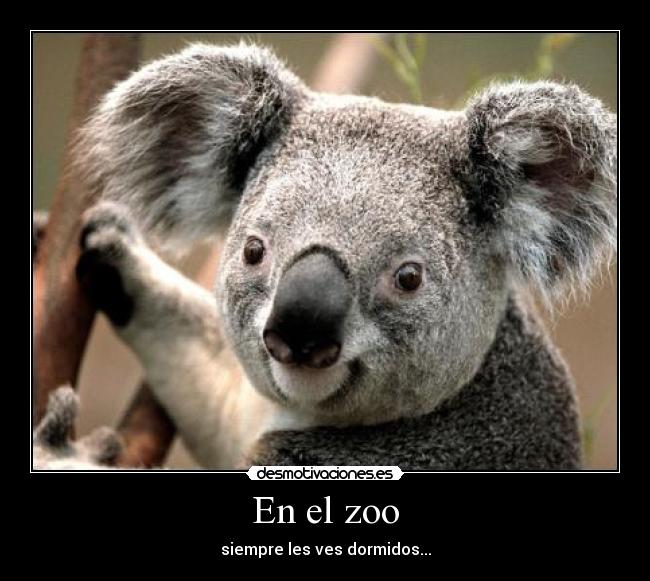 En el zoo - siempre les ves dormidos...