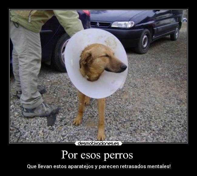 carteles por esos perros desmotivaciones