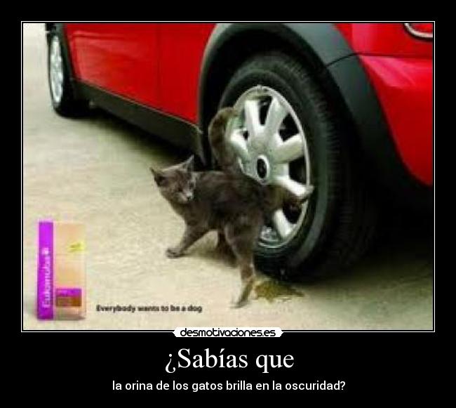 ¿Sabías que - la orina de los gatos brilla en la oscuridad?