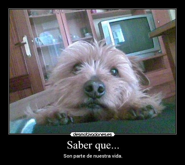 Saber que... - 