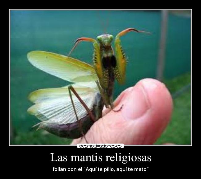 Las mantis religiosas -