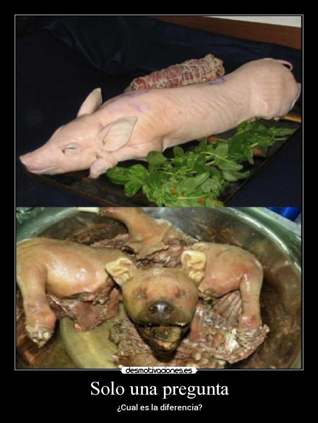 carteles reflexion perros cerdos desmotivaciones