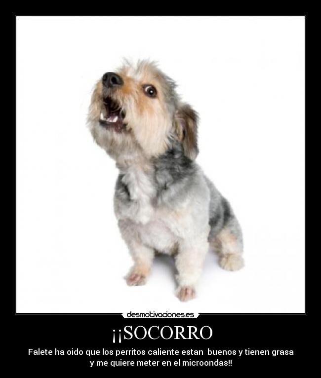 ¡¡SOCORRO - Falete ha oido que los perritos caliente estan buenos y tienen grasa
y me quiere meter en el microondas!!
