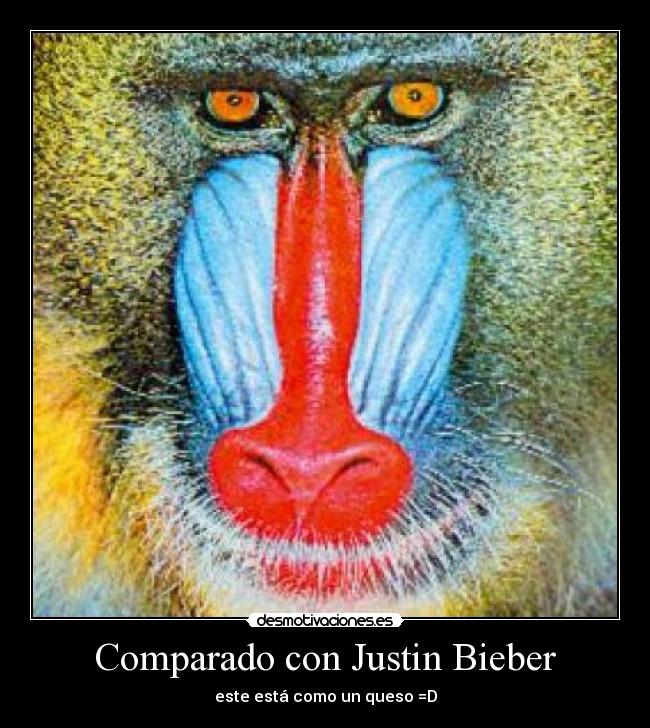 carteles comparado con justin bieber este esta como un queso desmotivaciones