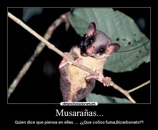 Musarañas... - Quien dice que piensa en ellas .... ¿¿Que coñoo fuma,Bicarbonato??