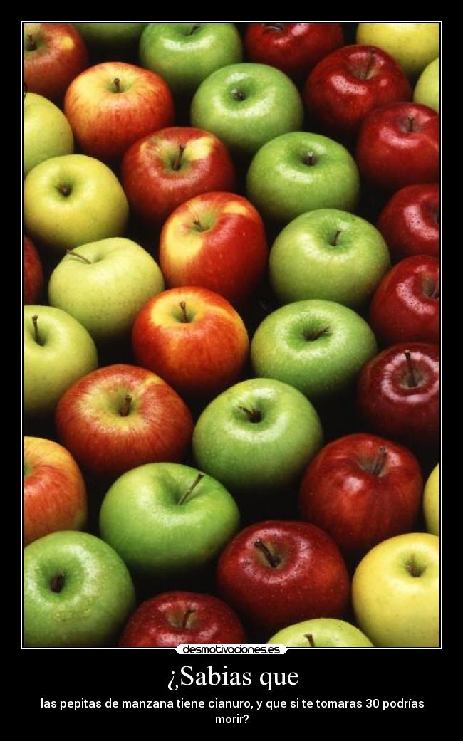 ¿Sabias que - las pepitas de manzana tiene cianuro, y que si te tomaras 30 podrías morir?