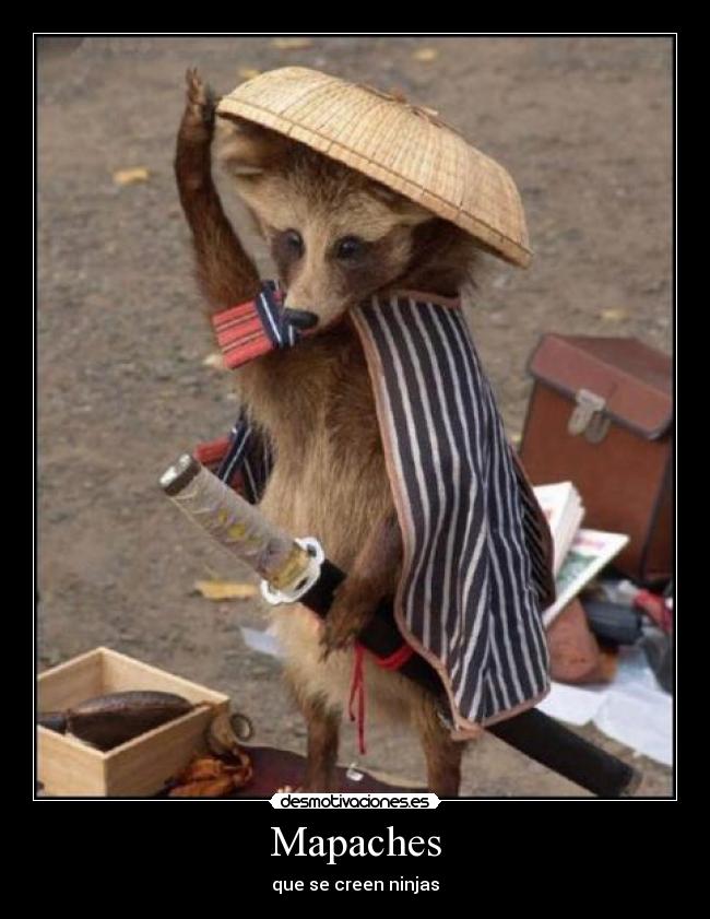 Mapaches - que se creen ninjas