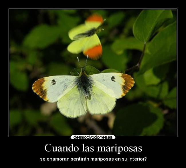 Cuando las mariposas - 