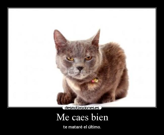 carteles gato cabreado asesino desmotivaciones