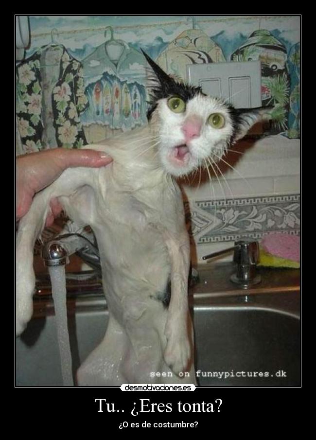 Tu.. ¿Eres tonta? - ¿O es de costumbre?