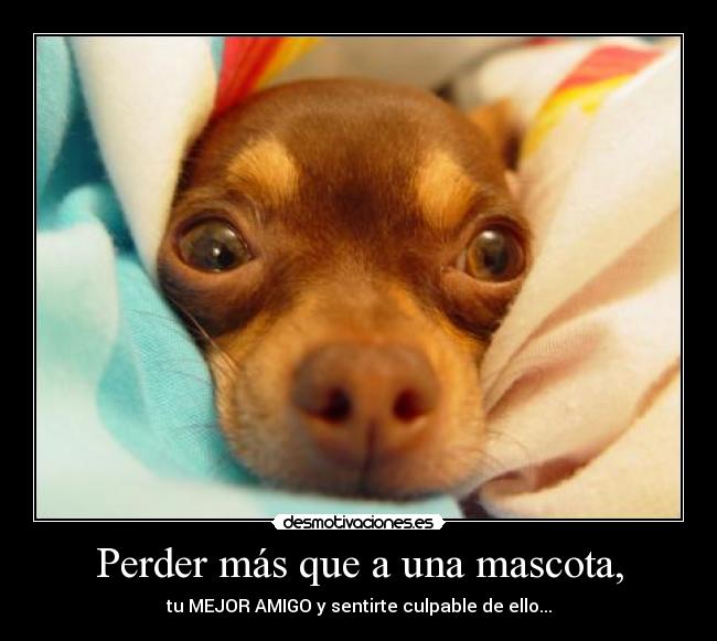 Perder más que a una mascota, - tu MEJOR AMIGO y sentirte culpable de ello...