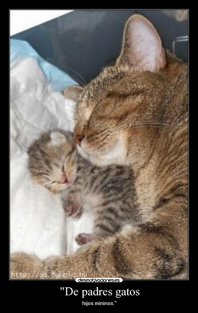 De padres gatos - hijos mininos.