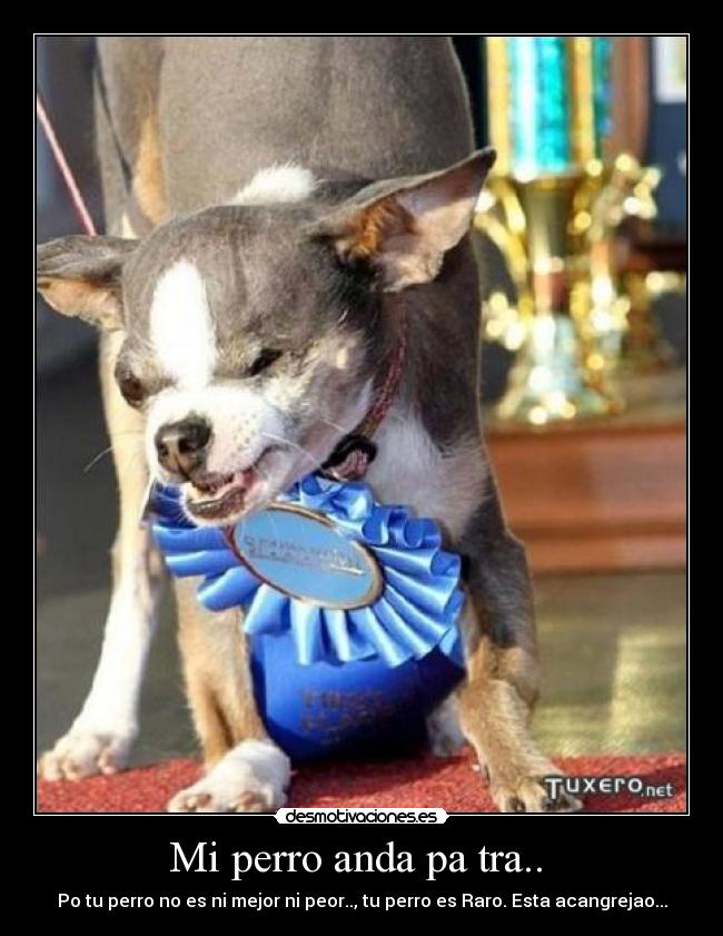 Mi perro anda pa tra..  - 