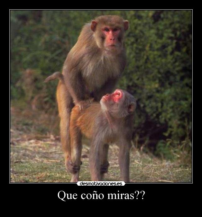 Que coño miras?? -