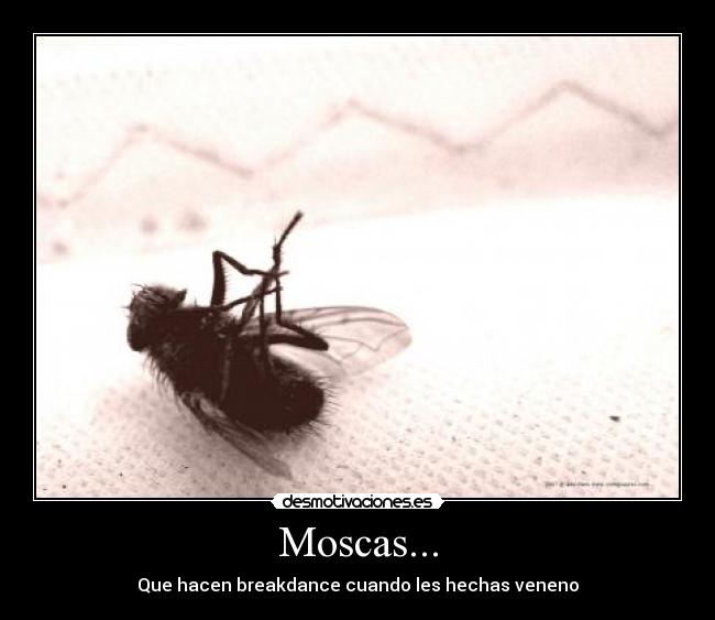 Moscas... - 