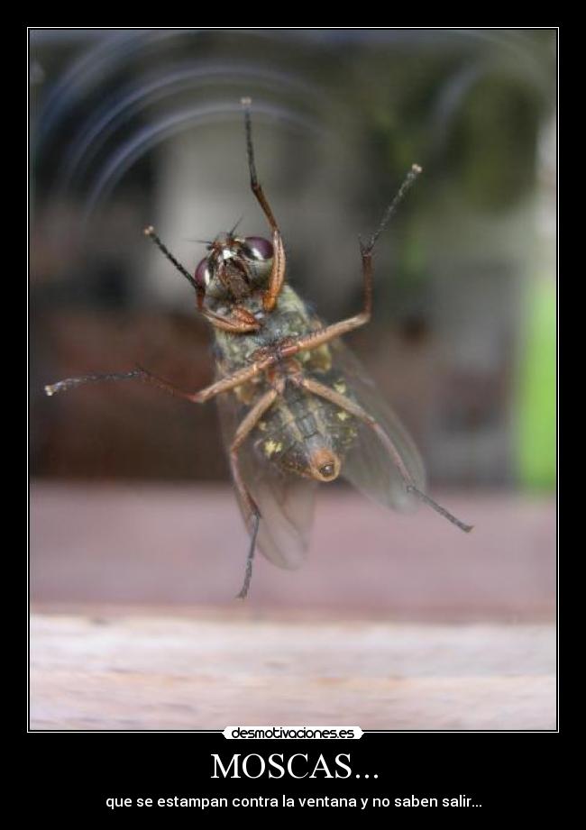 MOSCAS... - que se estampan contra la ventana y no saben salir...