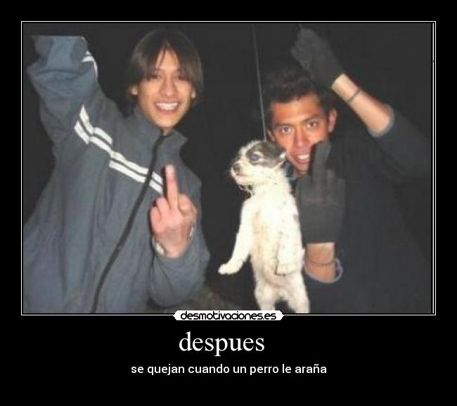 despues   - se quejan cuando un perro le araña
