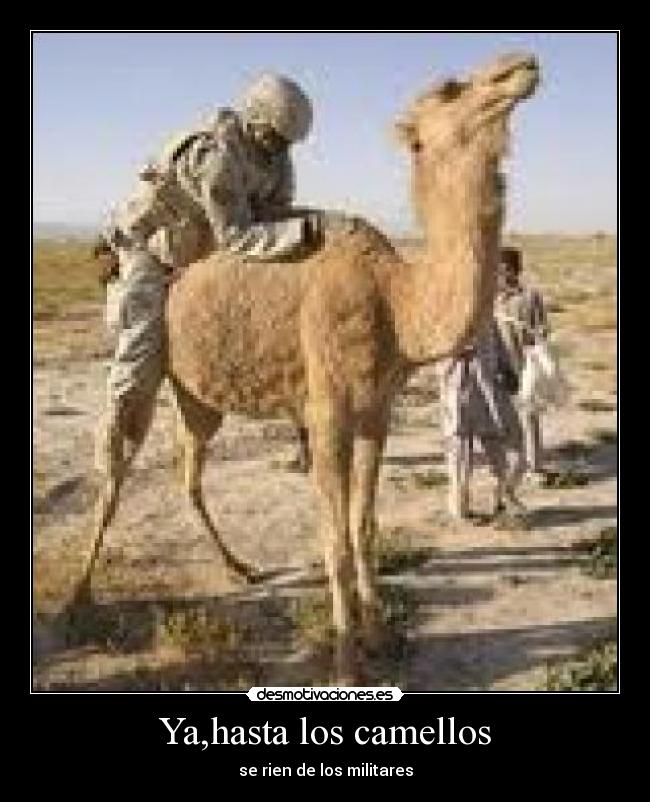Ya,hasta los camellos - se rien de los militares