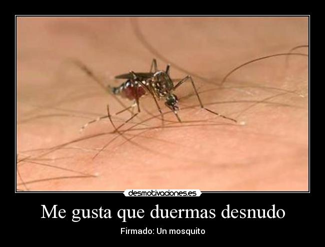 carteles mosquitos desmotivaciones