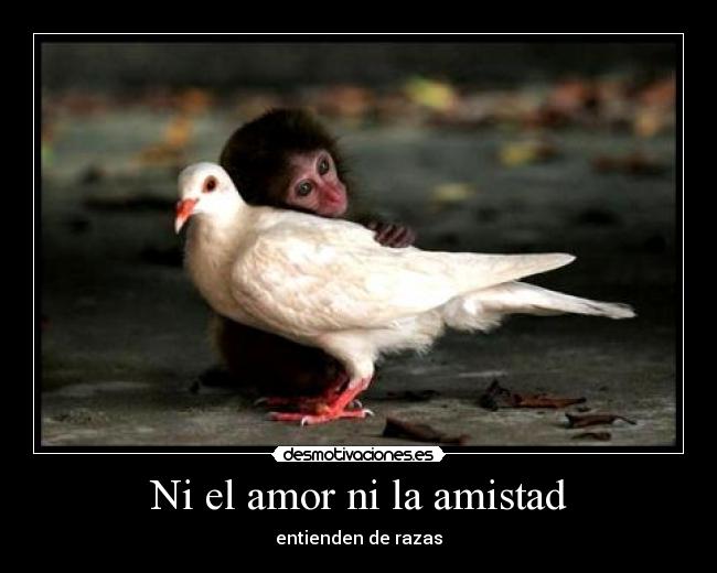 carteles amor amistad ni el amor la amistad entienden de razas desmotivaciones