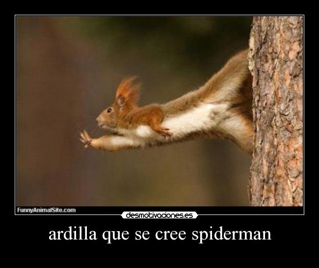 ardilla que se cree spiderman -