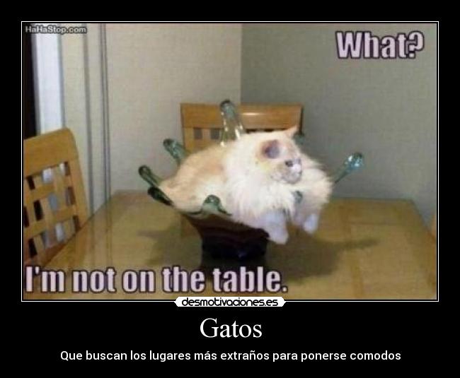 Gatos - 