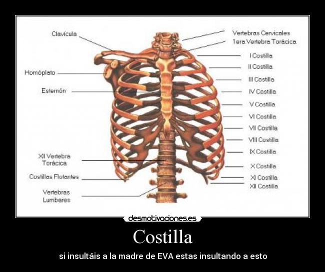 Costilla - si insultáis a la madre de EVA estas insultando a esto