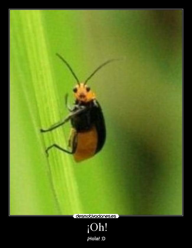 ¡Oh! - ¡Hola! :D