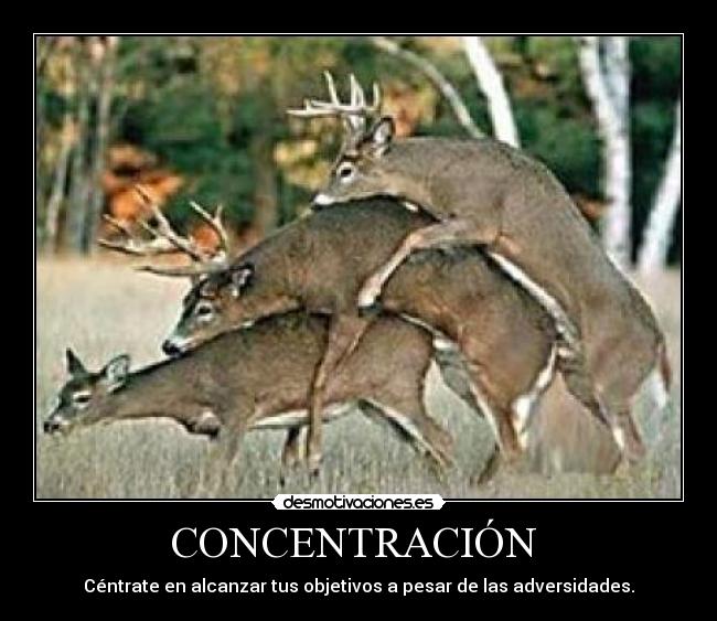 CONCENTRACIÓN -