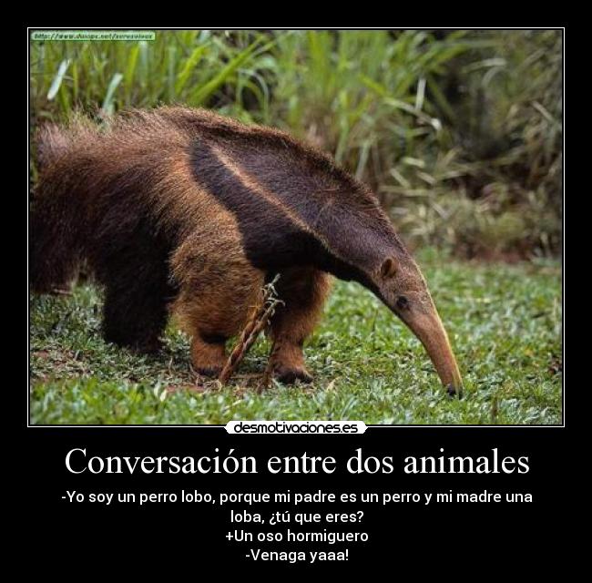 carteles animales conversacion animales oso hormiguero madre padre perro desmotivaciones