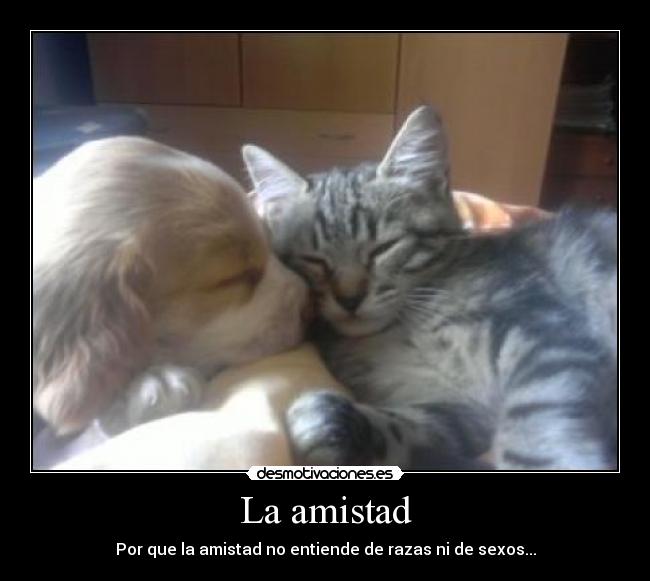 La amistad - 
