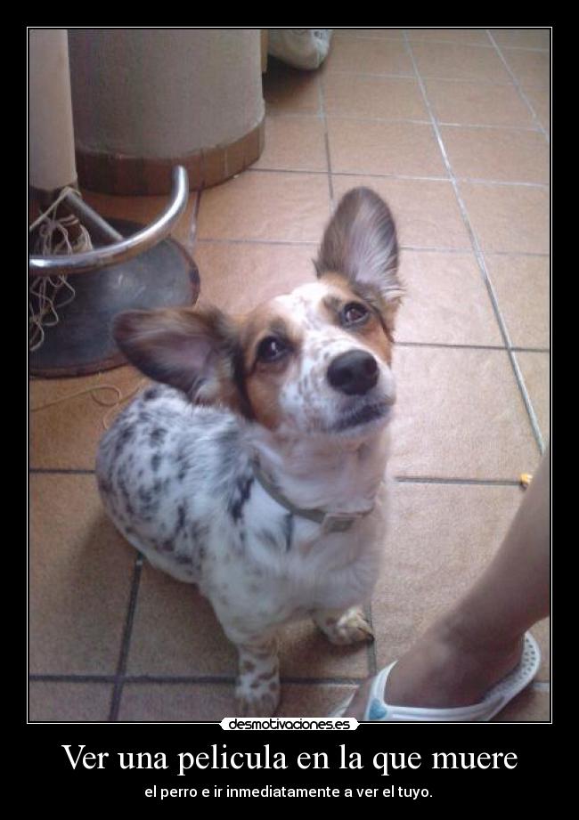 Ver una pelicula en la que muere - el perro e ir inmediatamente a ver el tuyo.