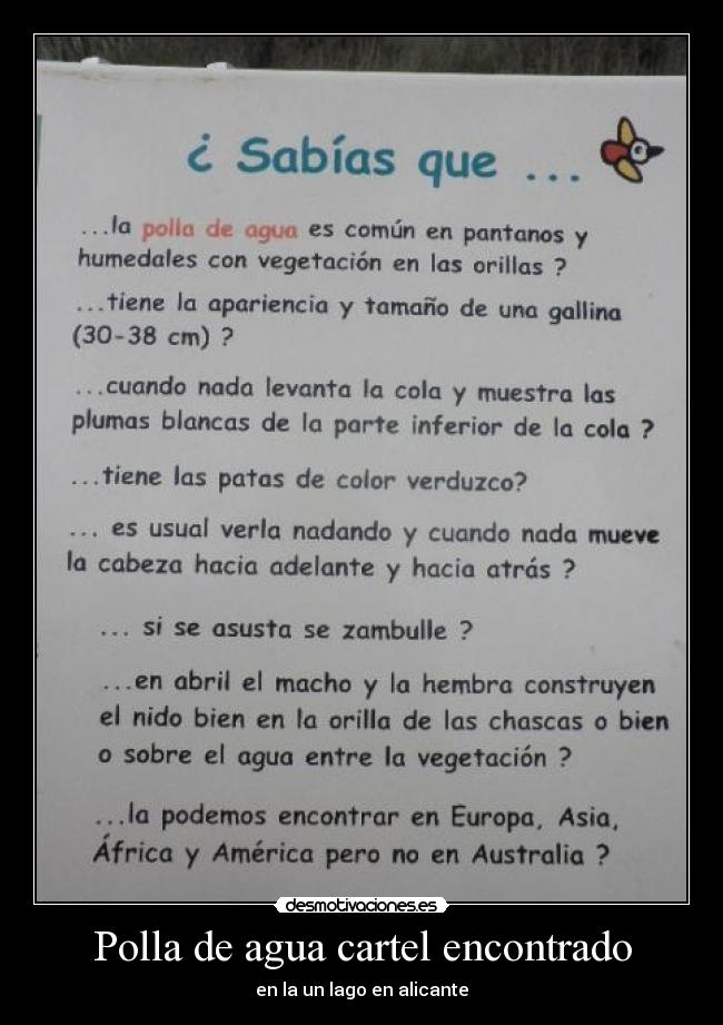 Polla de agua cartel encontrado -