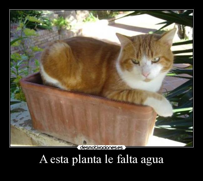 carteles tiger gato planta agua desmotivaciones