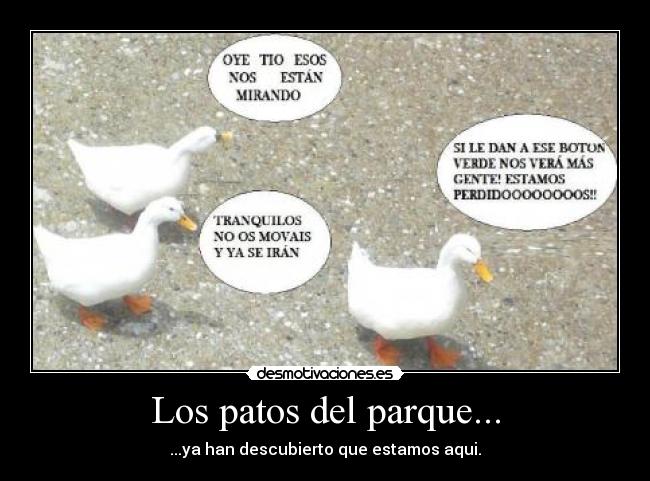 Los patos del parque... - 